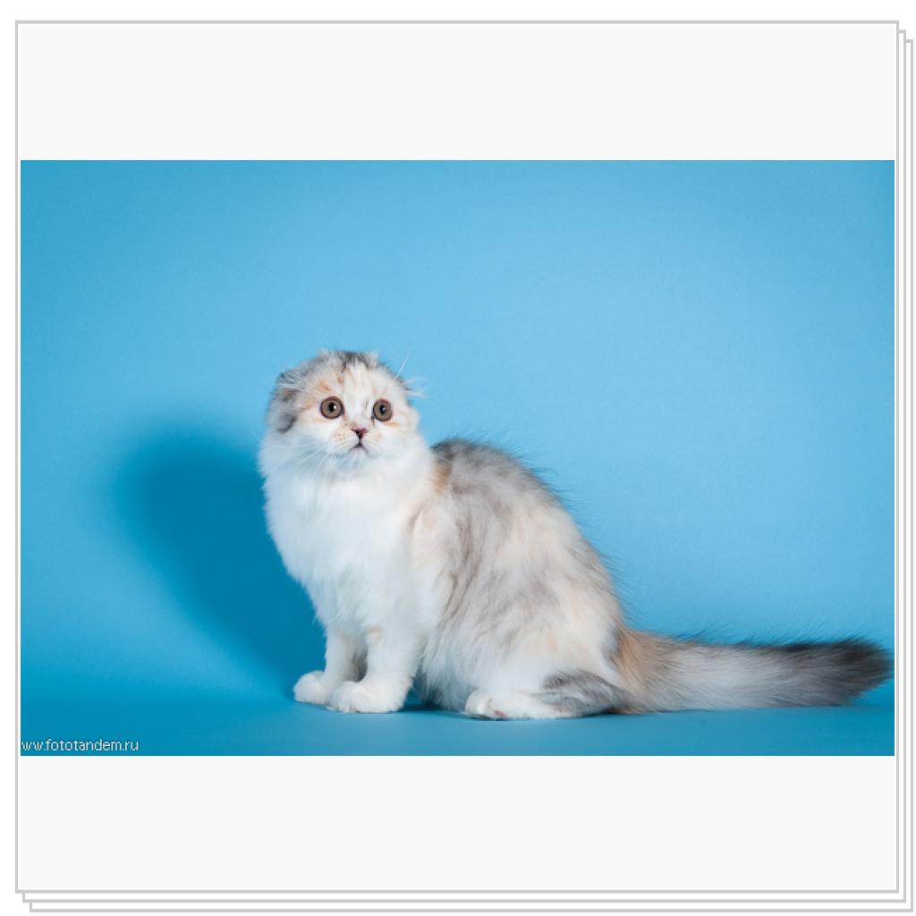 Питомник MIRANIS!