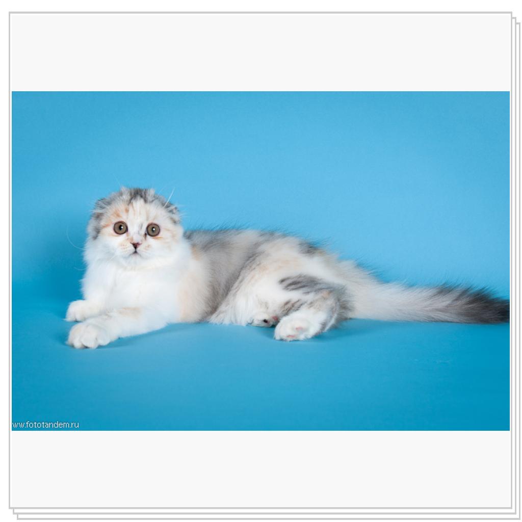 Демарис Белуччи-Серебрянная кукла