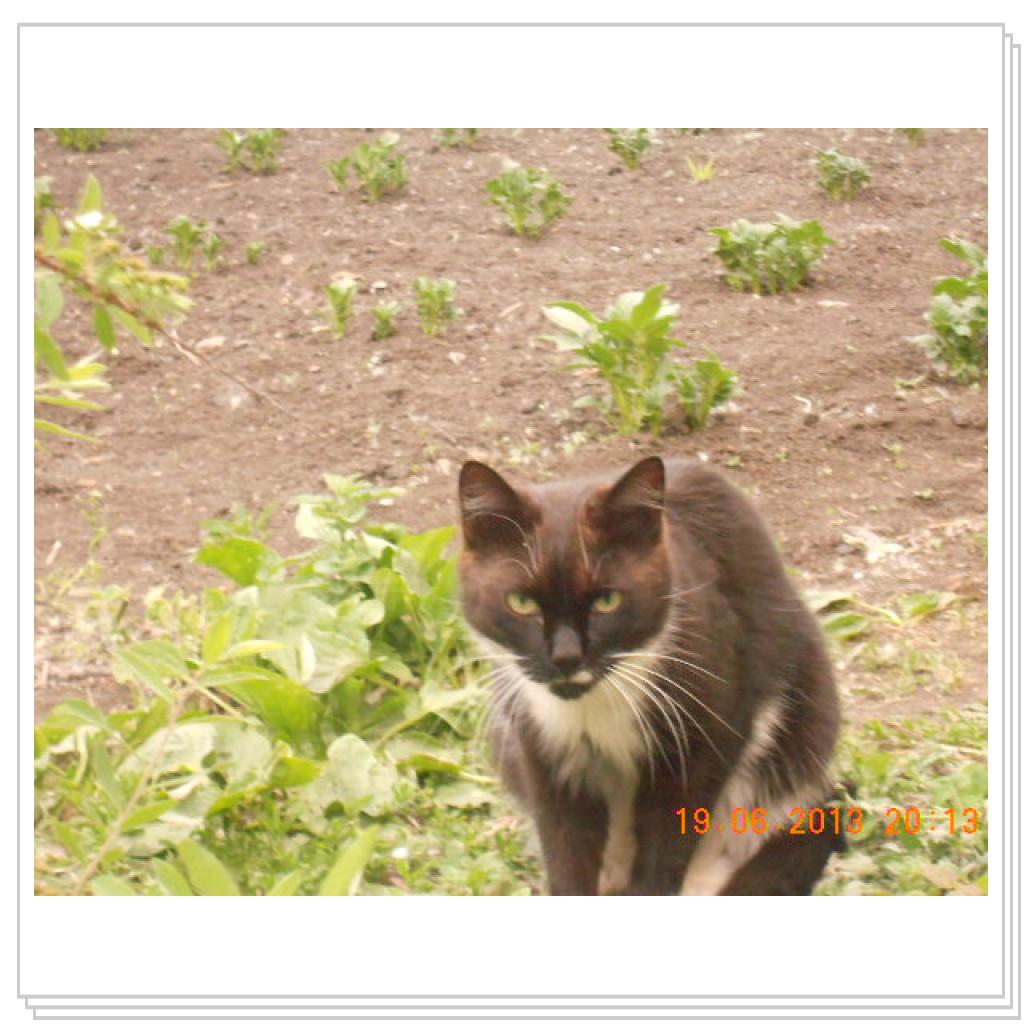 Мои Котэ С Дачи