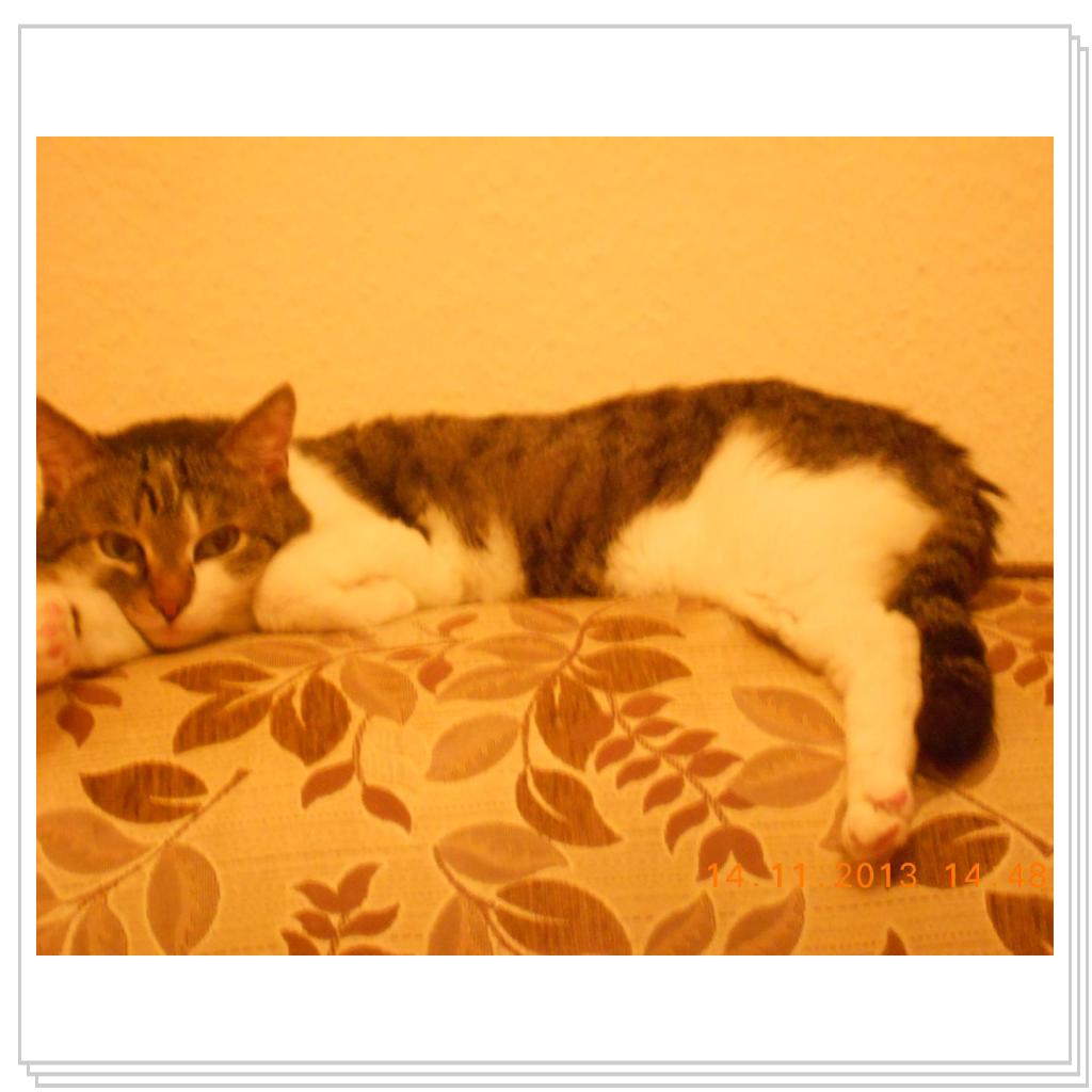 Барсик дрыхнет