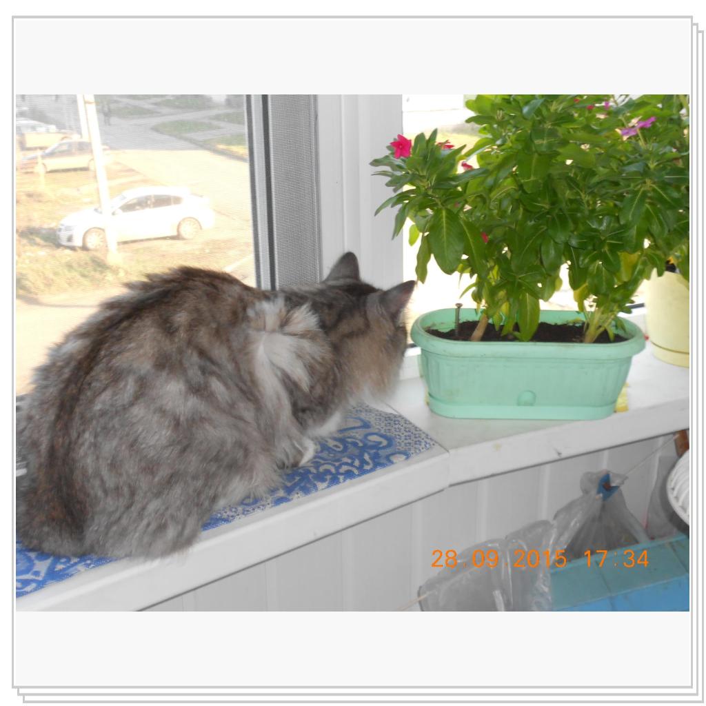 Вот Тишка вам