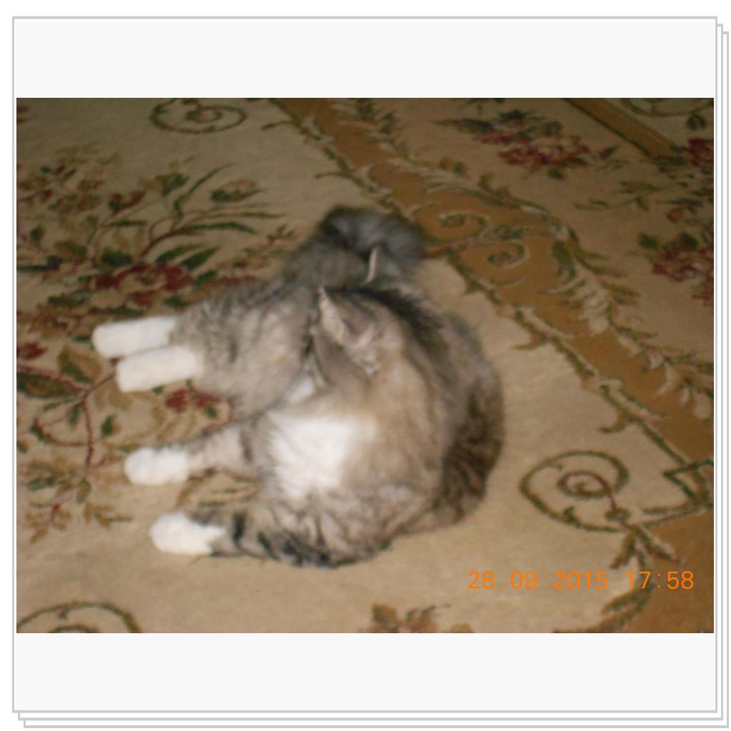 Вот Тишка вам