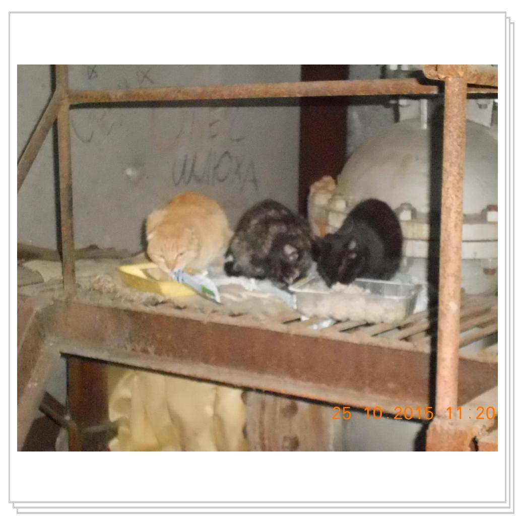 С улицы домой