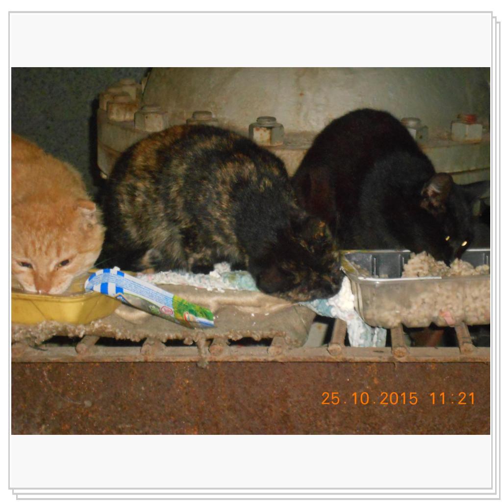 Кошки с теплотрассы