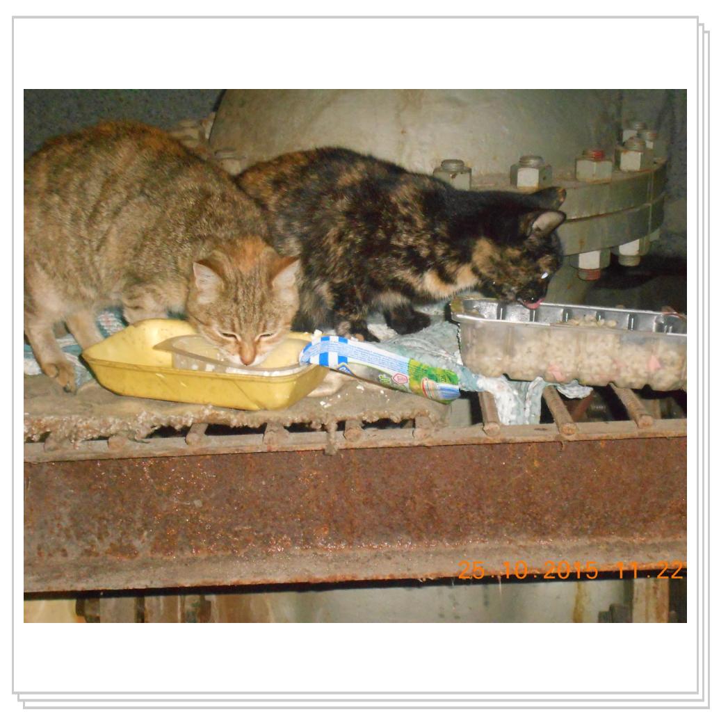 С улицы домой