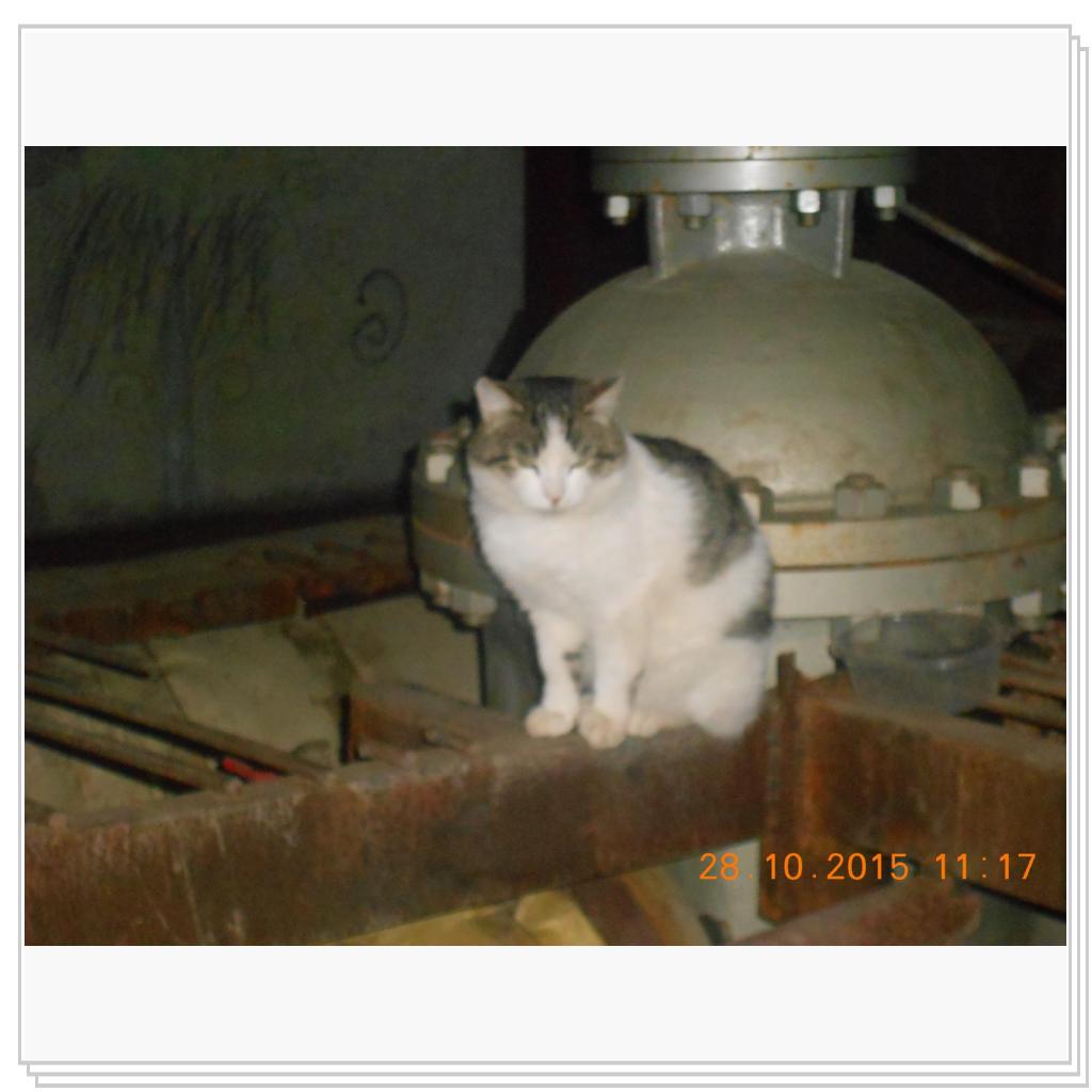 Кошки с теплотрассы