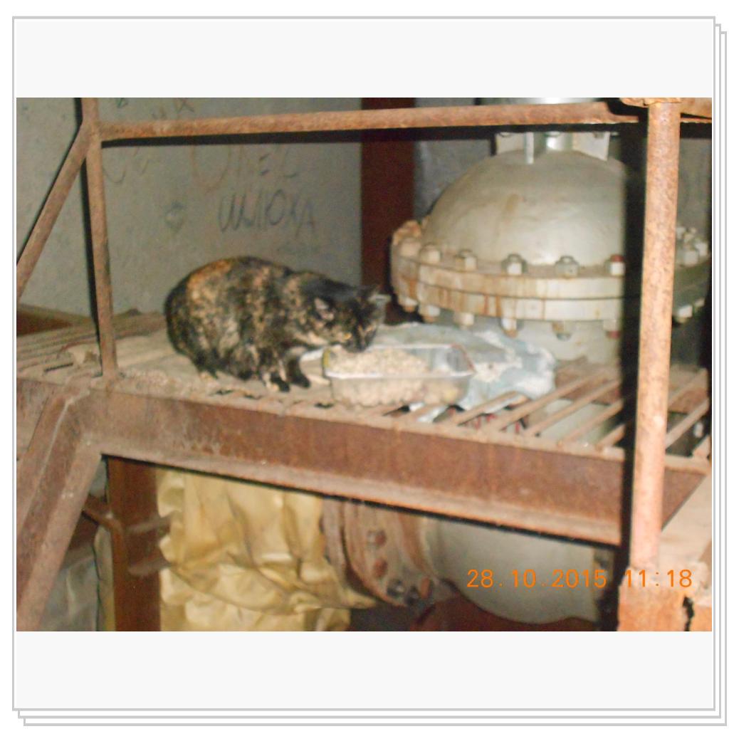 Кошки с теплотрассы