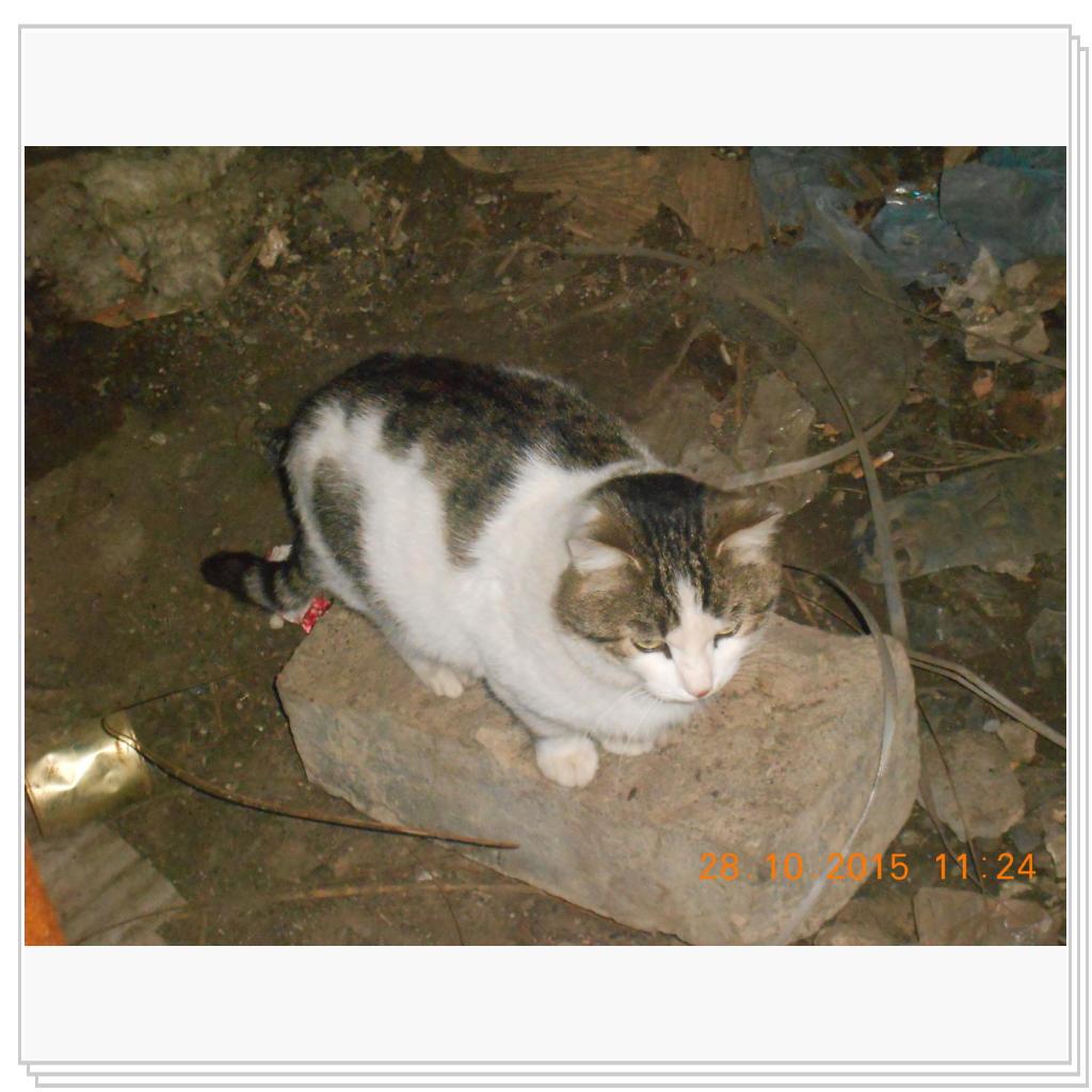 Кошки с теплотрассы