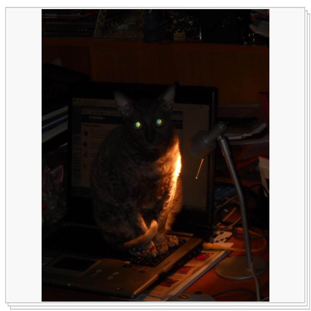 Ноутбучная кошка! Долой кнопки на клавиатуре!