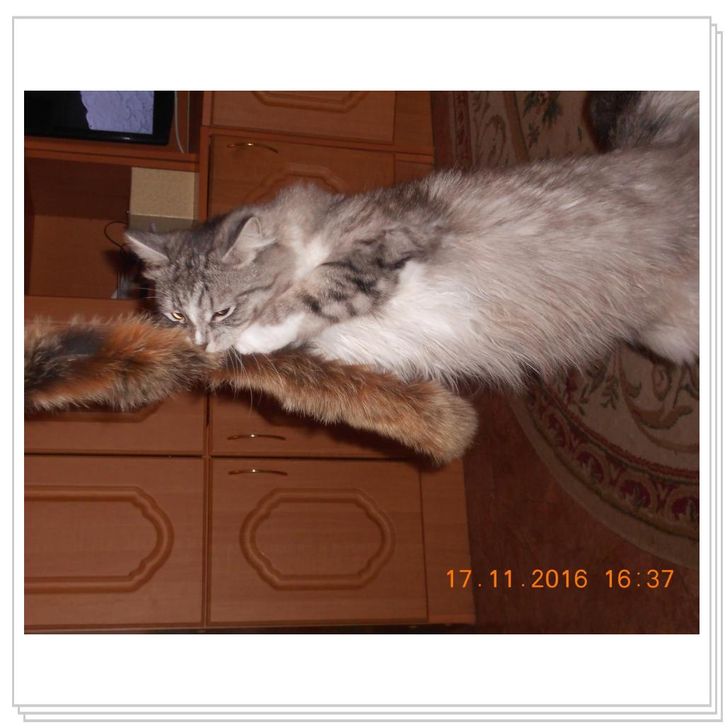 Тишка новые фото