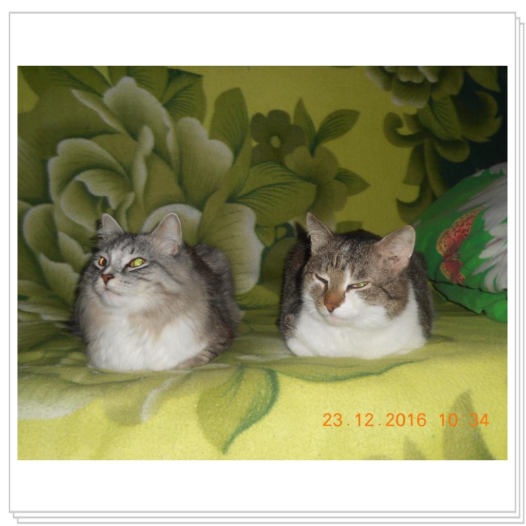 Тишка новые фото