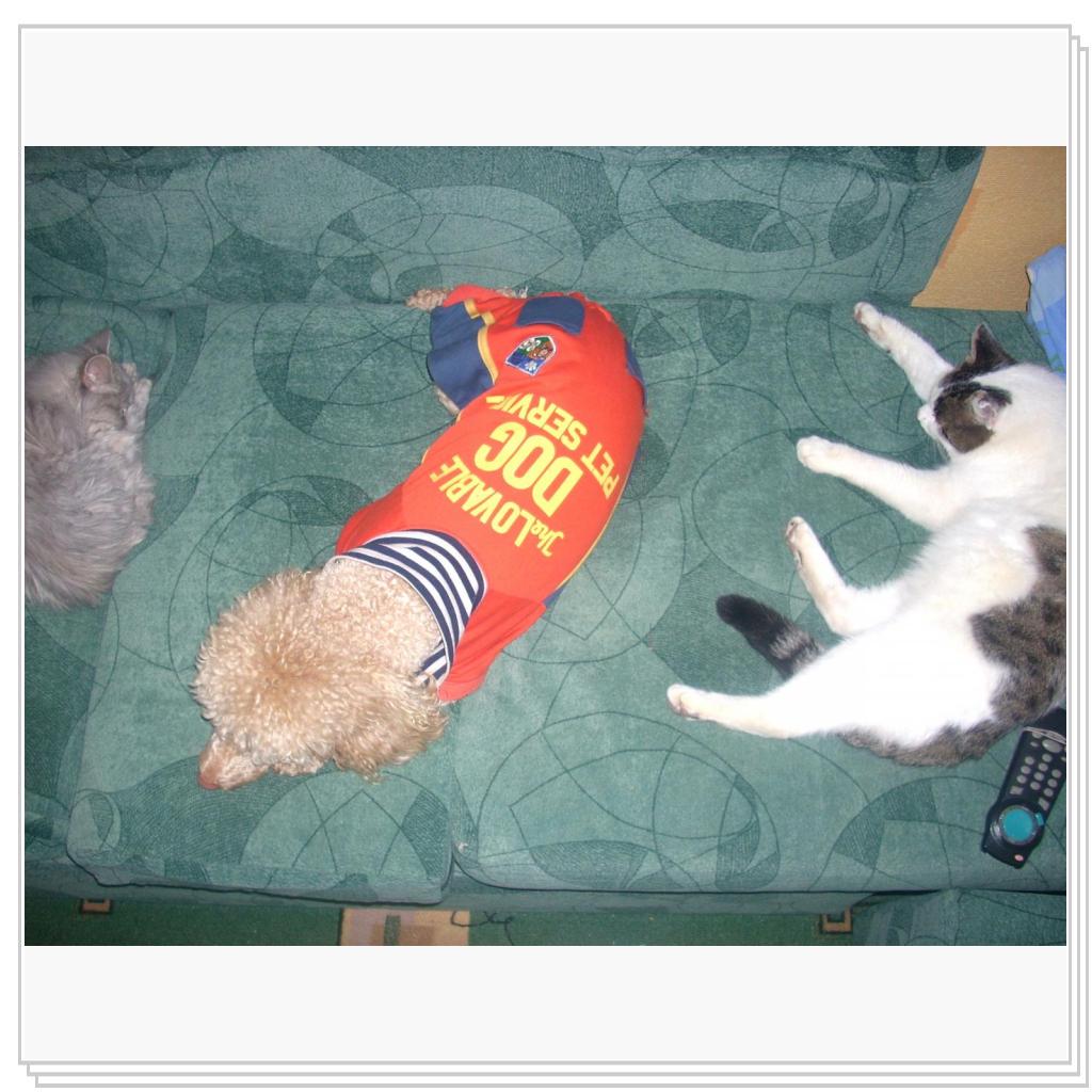 Кошки-очарование моё!