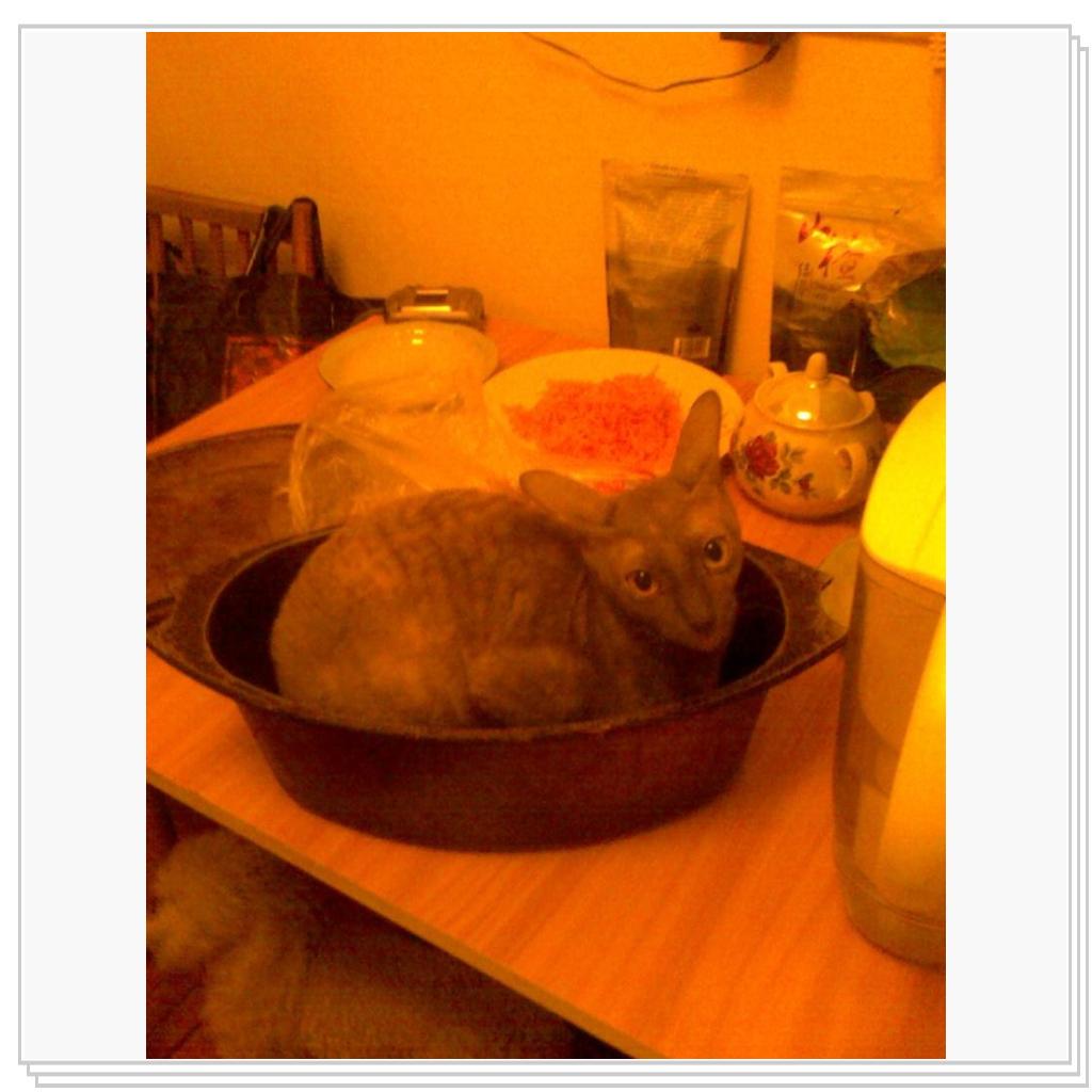 Вы не любите кошек? вы их просто не умеете готовить!!!!