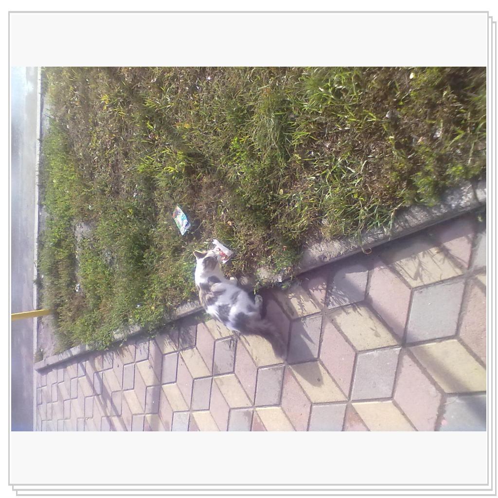 Бездомные Кошки