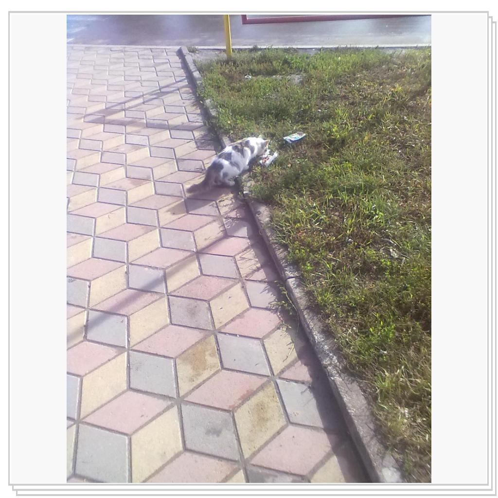 Бездомные Кошки