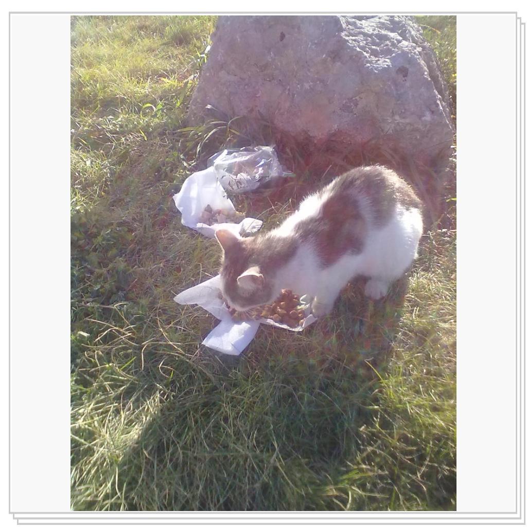 Бездомные Кошки