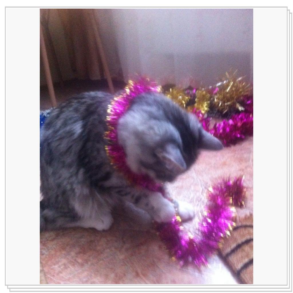 С Новым Годом мяууу