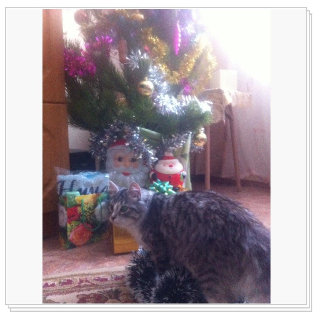 С Новым Годом мяууу