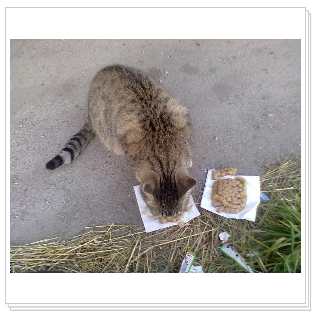 Мои Подопечные