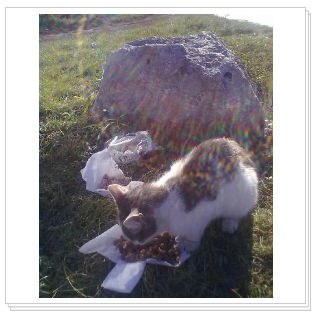 Мои Подопечные