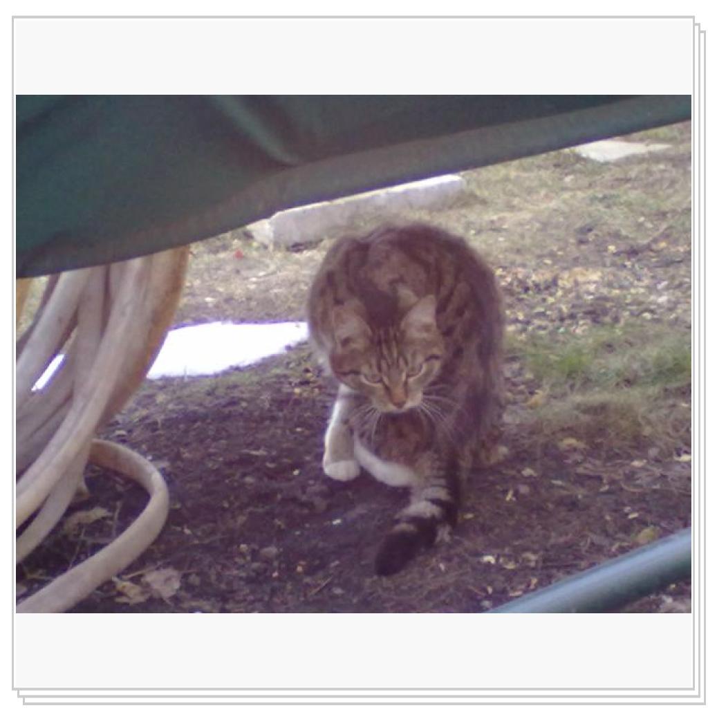 Дачные Жители