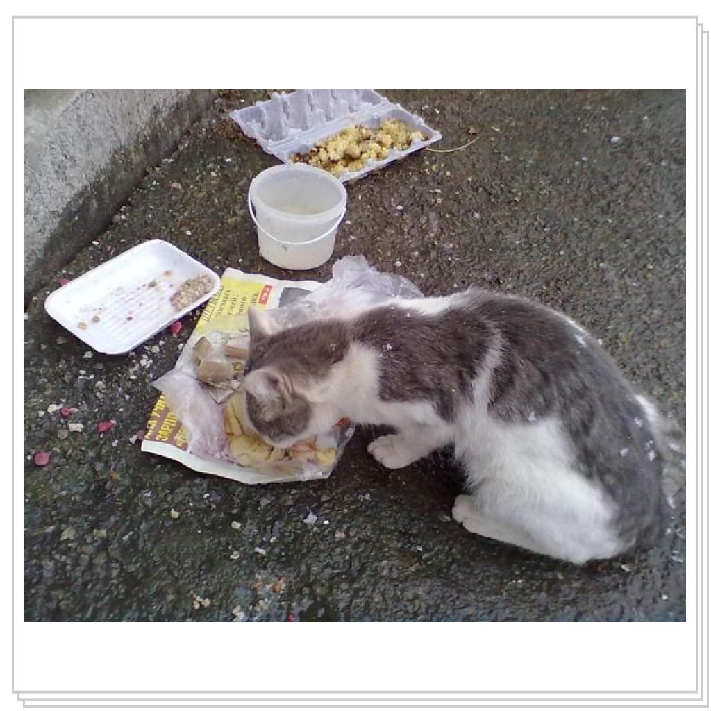 Мои Подопечные