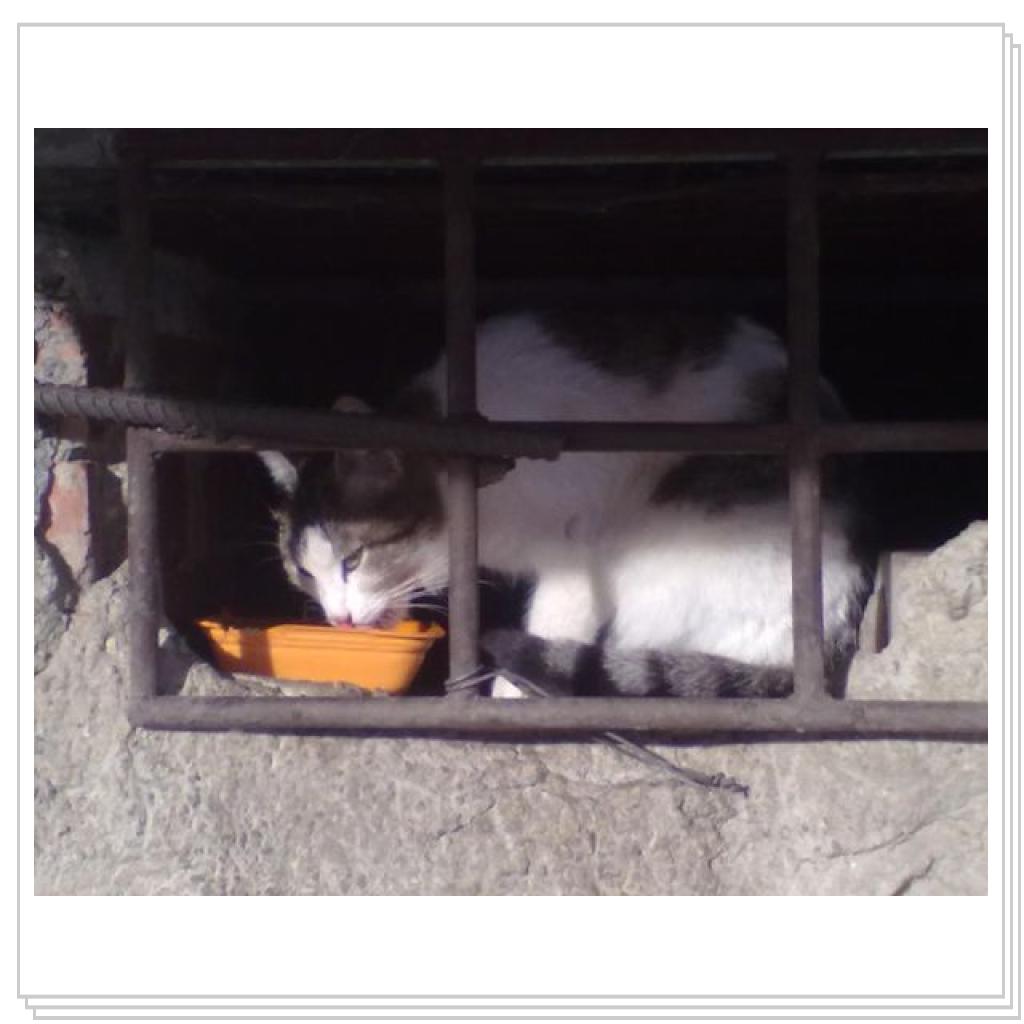 Мои Подопечные