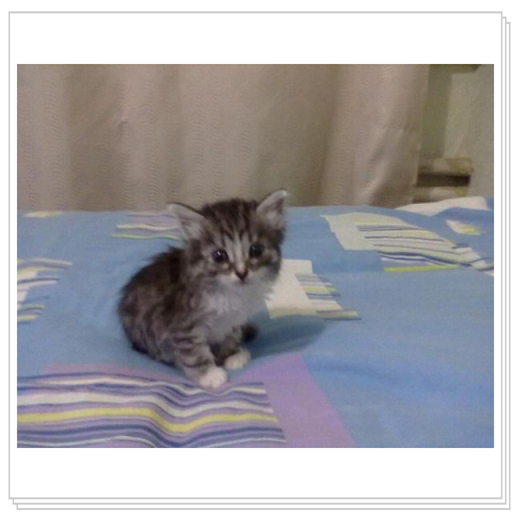 Дашенька чудо котёнок