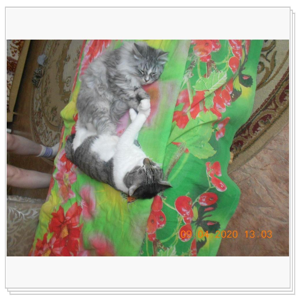 Тихон и Барсик