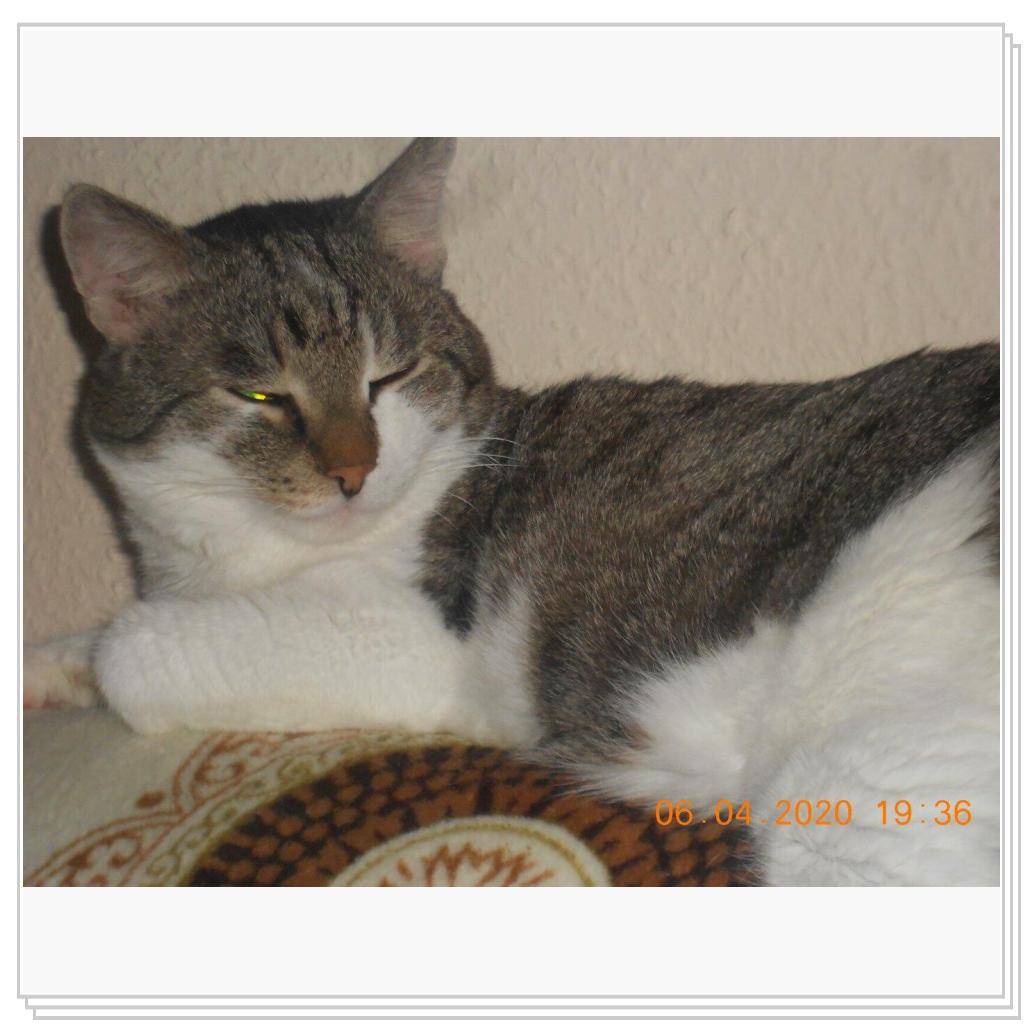 Тихон и Барсик