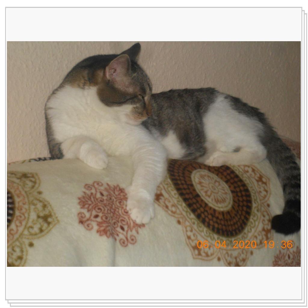 Тихон и Барсик