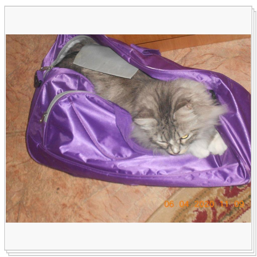 Тихон и Барсик