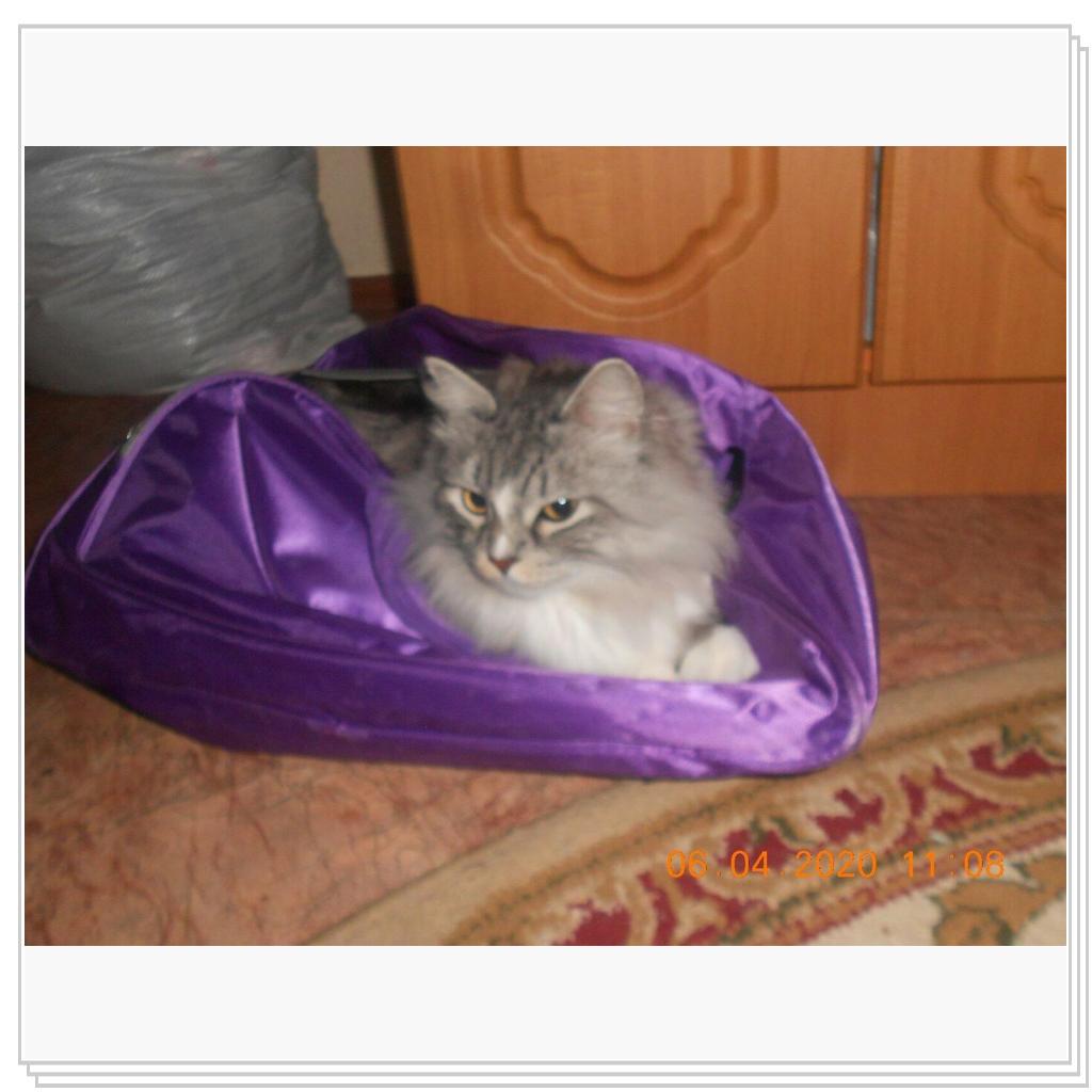 Тихон и Барсик