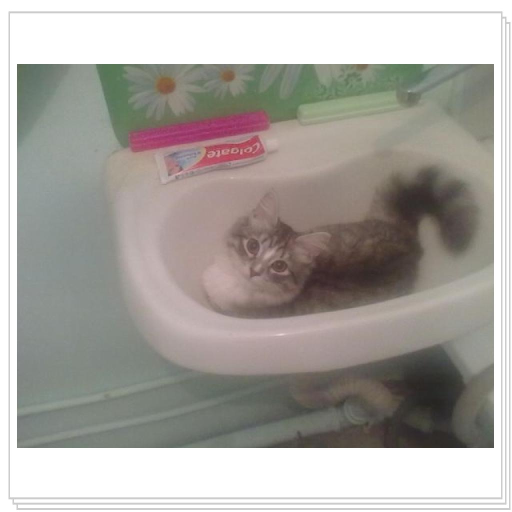 Моё мяучило