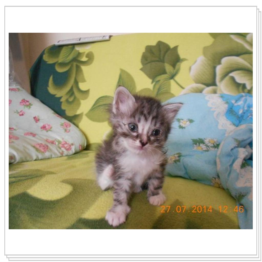 Дашенька чудо котёнок