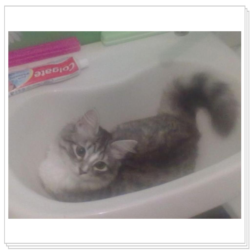 Моё мяучило