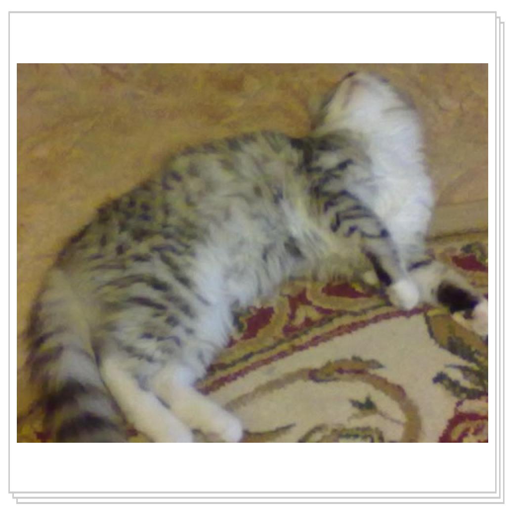 Моё мяучило