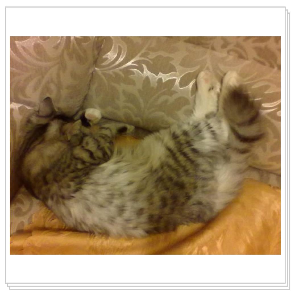 Моё мяучило