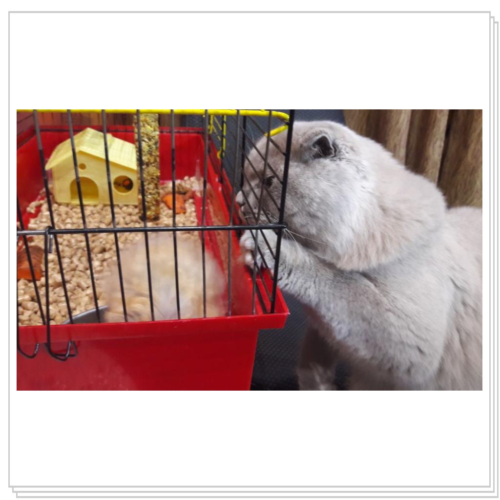 Знакомство с хомячком