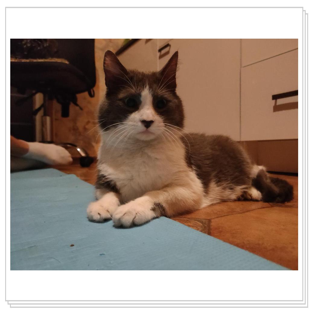 Кот из том и джери