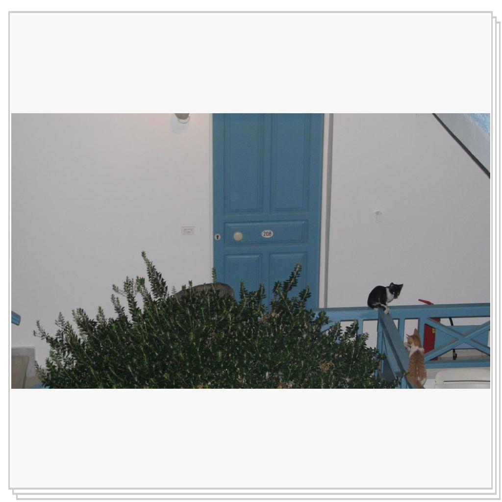 Кошки Греции