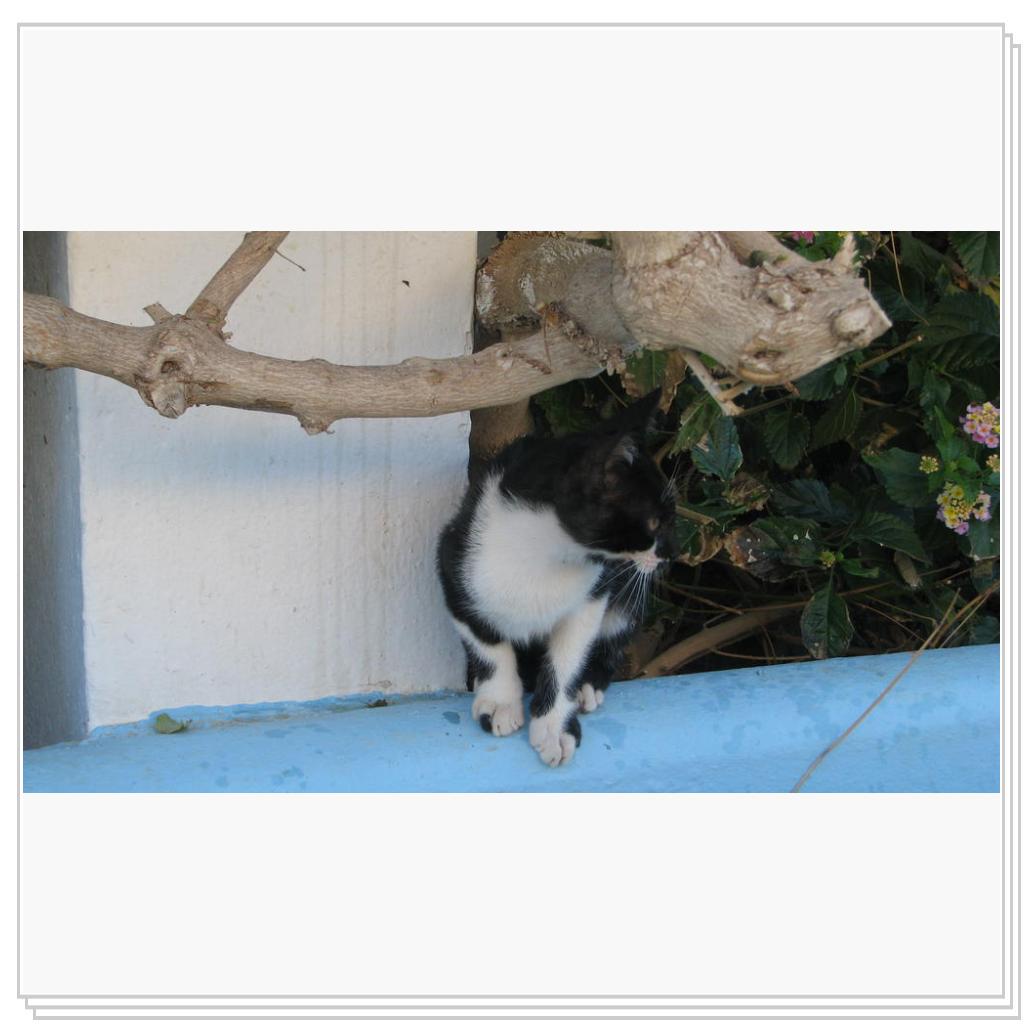 Кошки Греции