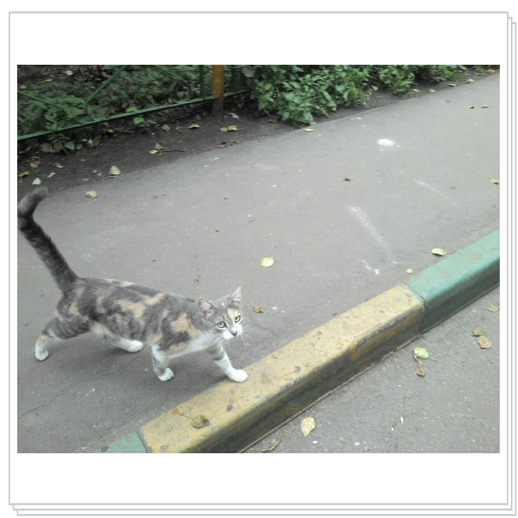 Дворовая красавица