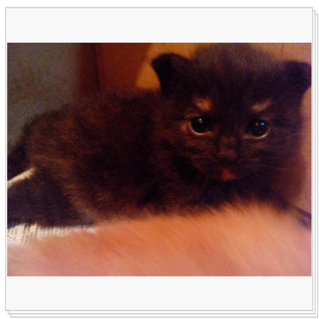 У кошечки Лори появились котятки