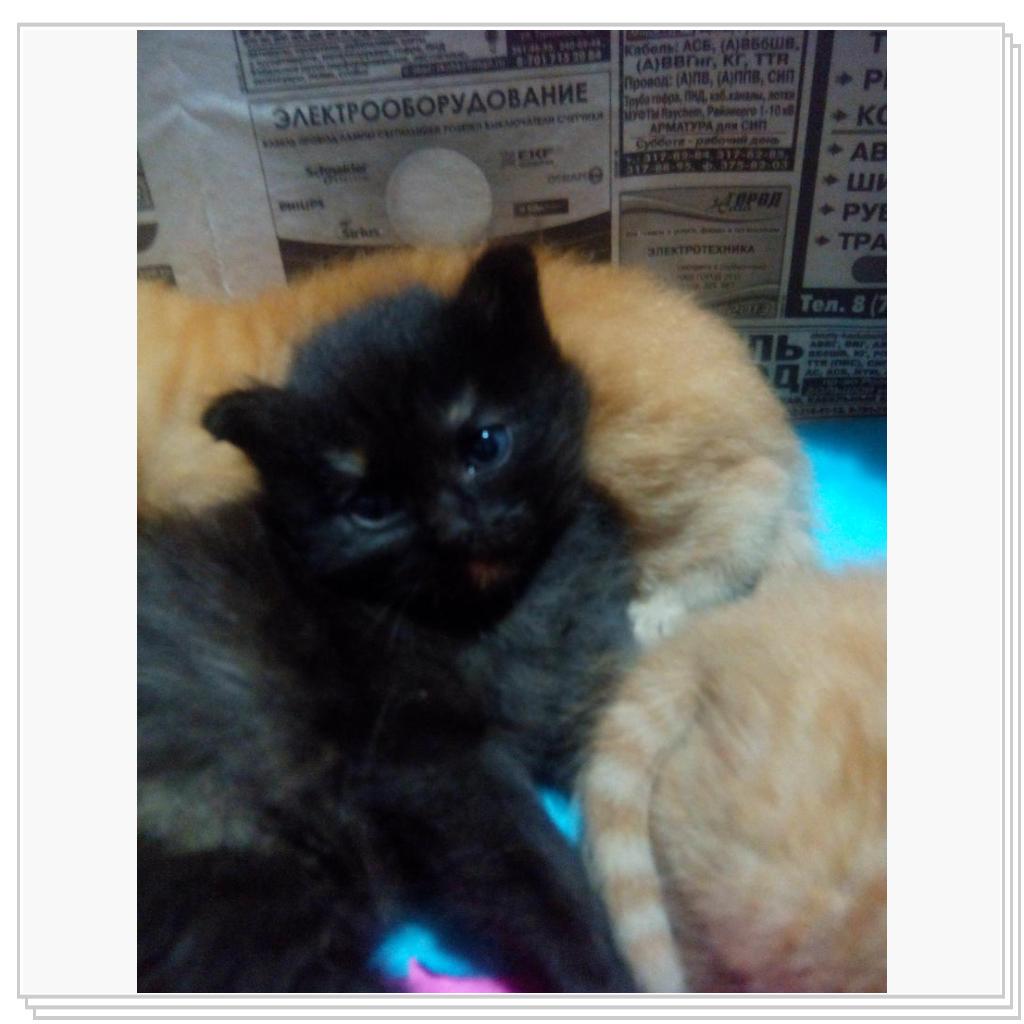 У кошечки Лори появились котятки