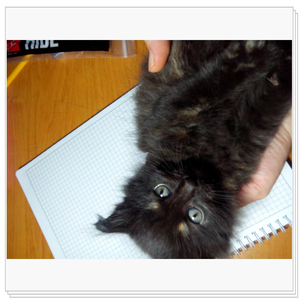 У кошечки Лори появились котятки