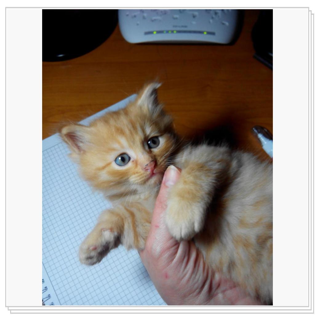 У кошечки Лори появились котятки