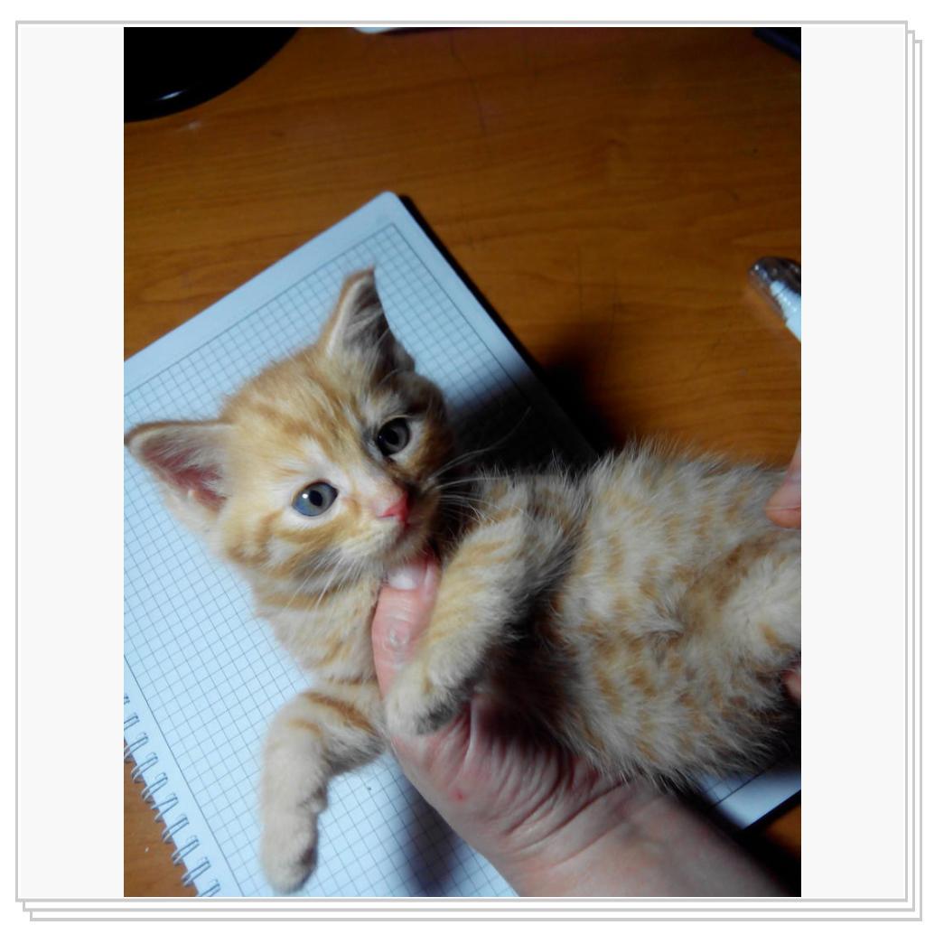 кошечка Лори