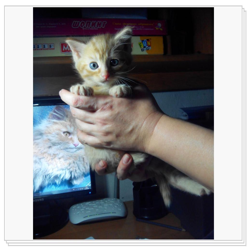 кошечка Лори