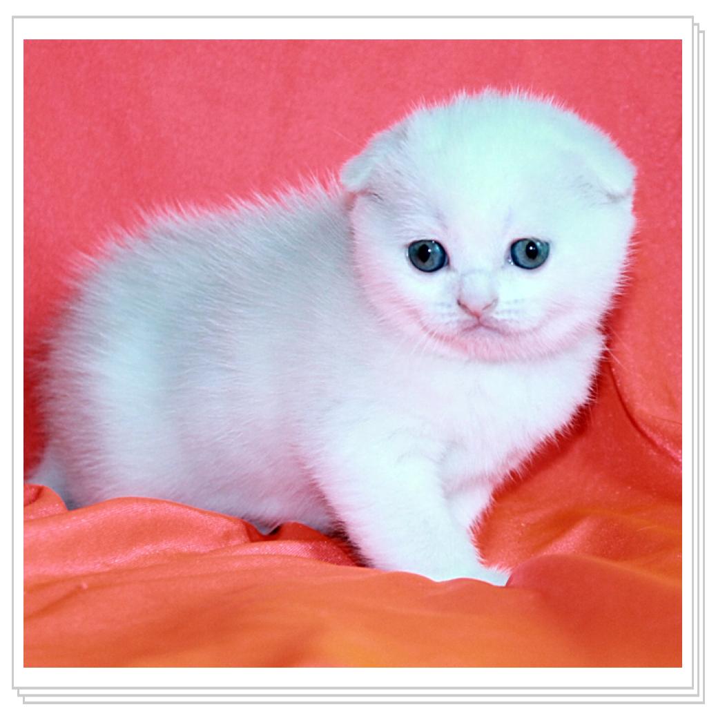 Вислоухие дочи!